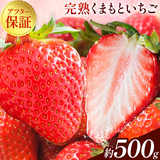 先行予約 熊本県産 いちご ゆうべに 約500g（約250g×2パック）