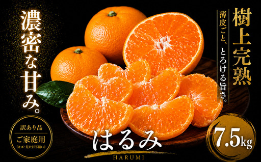 ＜果粒の旨み 愛媛県産はるみ 合計約7.5kg＞『2027年2月上旬～3月下旬迄に順次出荷予定』 訳あり 濃厚 ぷちぷち食感 ミカン 蜜柑 ご家庭用 果汁 果物 くだもの フルーツ オレンジ 柑橘 人気柑橘 特産品 極尽道 愛媛県 西予市 【常温】OKS0015