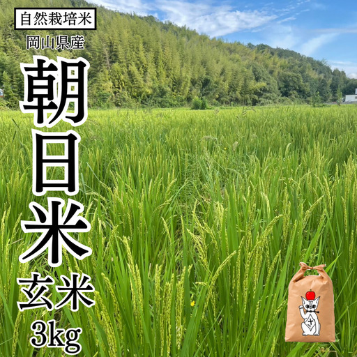新米 令和8年産 [先行予約] 瀬戸内 自然栽培米 「朝日米」玄米 3kg 無農薬 無肥料 自然栽培 米 こめ 岡山 瀬戸内市 さしすせそ Wacca Farm