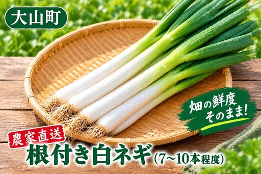畑の鮮度そのまま!農家直送 根付き白ネギ1.5kg(7~10本程度) KN-22