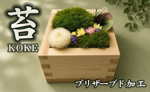 升コケ‐中‐(インテリア グリーン 観葉 植物苔 こけ コケ)【002427】