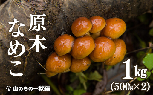 [天然山菜]原木なめこ 500g × 2 75P079002 [赤坂実]