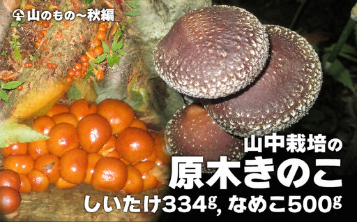 山中栽培の原木きのこ 2点セット 75P079004 [赤坂実]