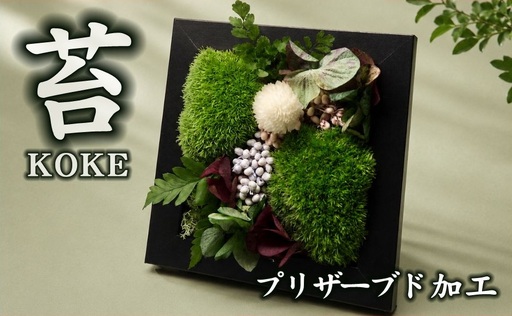 フレームモス(インテリア グリーン 観葉 植物苔 こけ コケ)【002431】