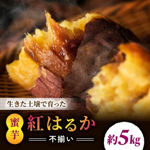 【不揃い】生きた土壌で育った『蜜芋 紅はるか 5kg』｜里山JAPAN さつまいも