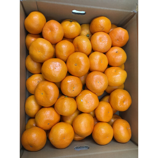 温州みかん家庭用　約３kg（10月中旬以降発送）