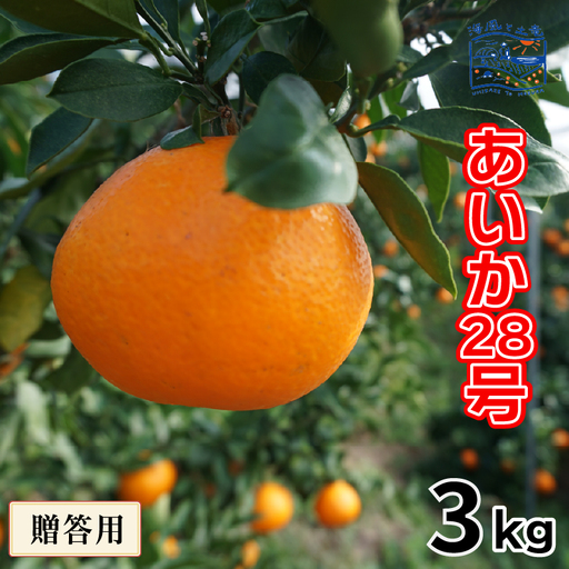 [2026年12月上旬頃から順次発送] 贈答用 あいか28号 (紅まどんな と同品種) 約 3 kg |産地直送 国産 柑橘 期間限定 数量限定 ご当地 愛媛県 松山市