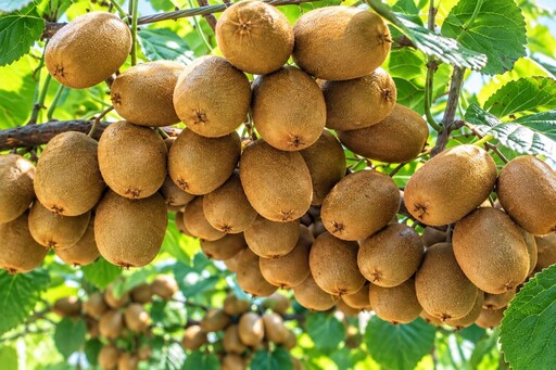 香川県産 さぬきキウイっこ 約800g 20〜40個入_Z2600545