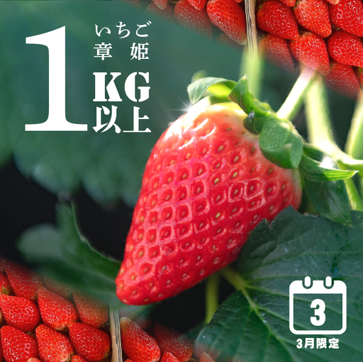 【 3月 限定 】 いちご 1kg 章姫 静岡県 牧之原市 藤田農園