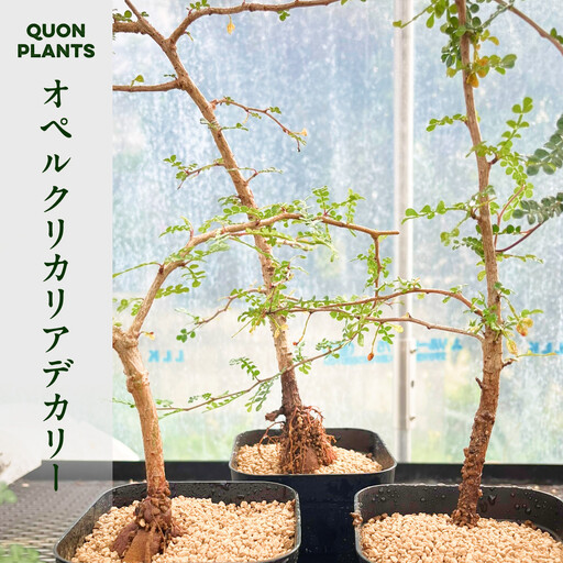 オペルクリカリアデカリー3年株(多肉植物)