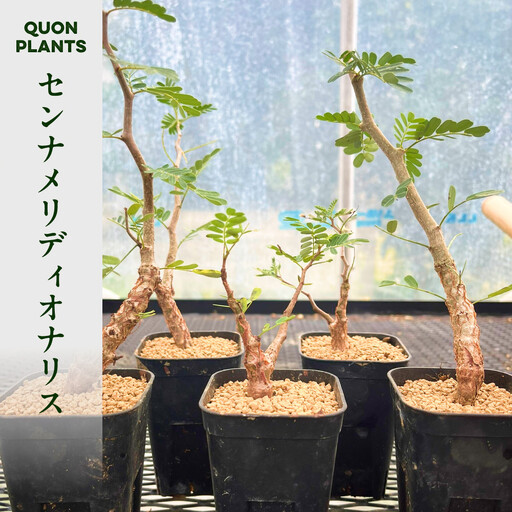 センナメリディオナリス(多肉植物)
