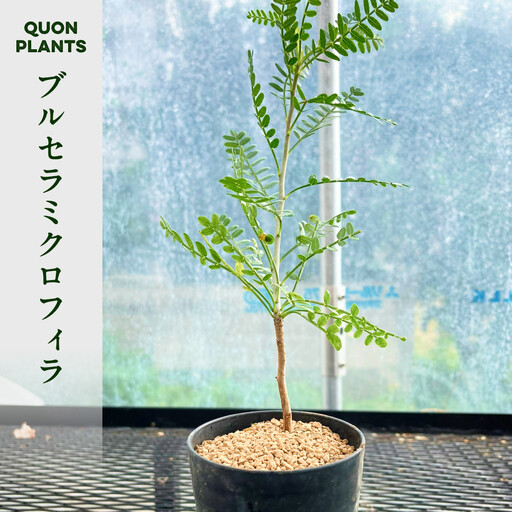 ブルセラミクロフィラ(多肉植物)
