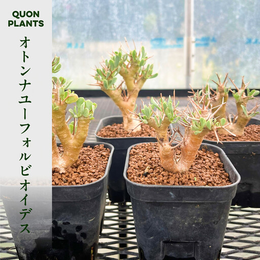 オトンナユーフォルビオイデス(多肉植物)