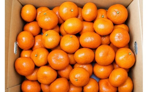 香川県産 金時紅みかん 約5㎏　L-S　約40-60個_Z2600572