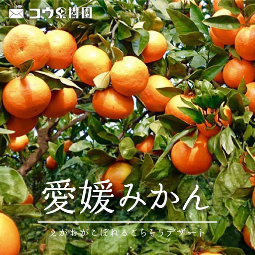 【先行受付】コウ果樹園の家庭用みかん10kg【33-53】YWTG035
