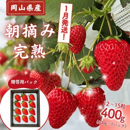 【2027年1月発送】先行予約 朝摘み 完熟いちご  贈答用 400g  M-FI-A38A