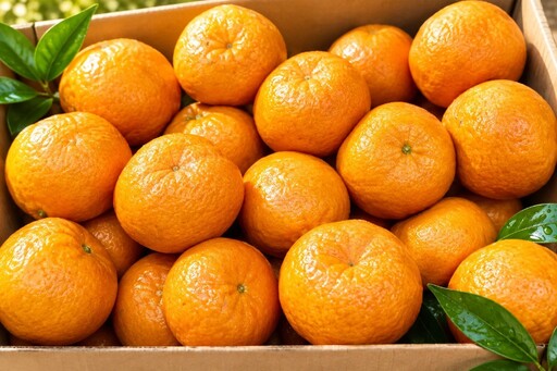 香川県産 ぽんかん 約3kg　3L-M　6-14玉入_Z2600585