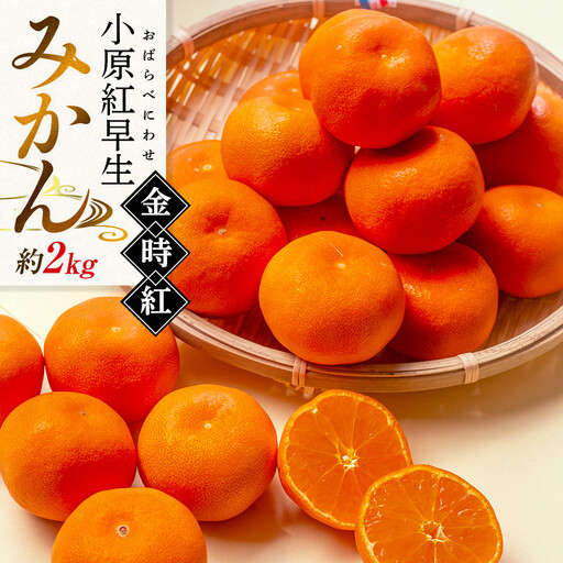 【11月下旬頃～発送】小原紅早生みかん 金時紅 約2kg