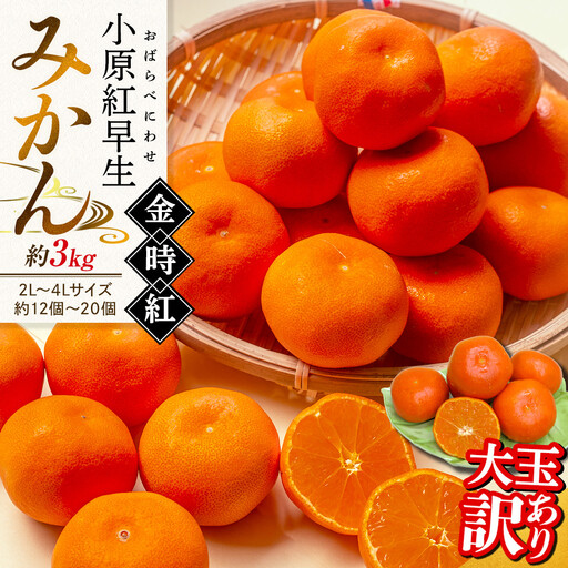【11月下旬頃～発送】訳あり 小原紅早生みかん 金時紅(大玉) 約3kg