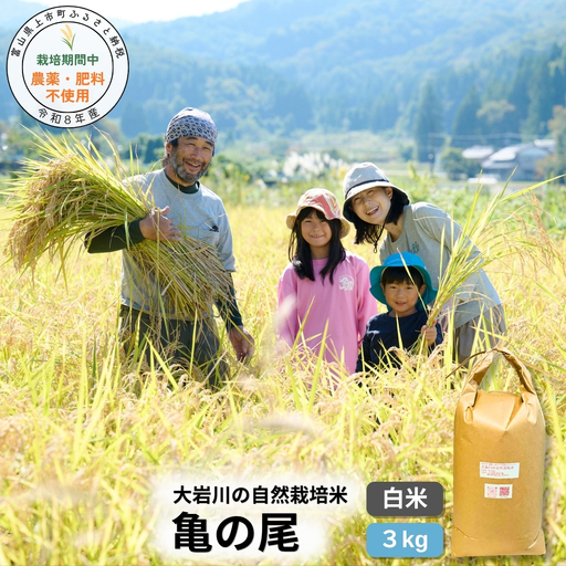 【栽培期間中農薬・肥料不使用】令和8年産 大岩川の自然栽培米「亀の尾」（白米）3kg 新米 3キロ かめのお コシヒカリの祖先 白米 精米 寿司飯 お弁当 自然栽培 自然栽培米 農薬不使用 肥料不使用 除草剤不使用 富山県産 富山県 上市町 剱岳 湧水 大岩川 寿司米 国産 少量 お試し 自家採種 有吉自然農場 産地直送 贈り物 ギフト 和食 人気 おすすめ ごはん 米 お米 こめ おこめ コメ
