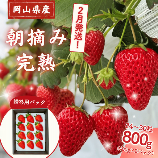 【2027年2月発送】先行予約 朝摘み 完熟いちご  贈答用 800g  M-FI-A46A