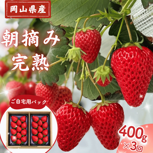 【3回定期便・2027年1月発送】先行予約 朝摘み 完熟いちご 自宅用 400g(200g×2)  M-FI-B08A