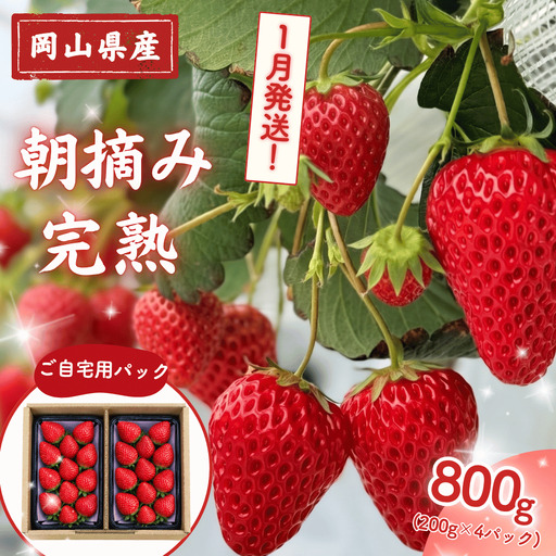 【2027年1月発送】先行予約 朝摘み 完熟いちご  自宅用 800g(200g×4)  M-FI-A63A