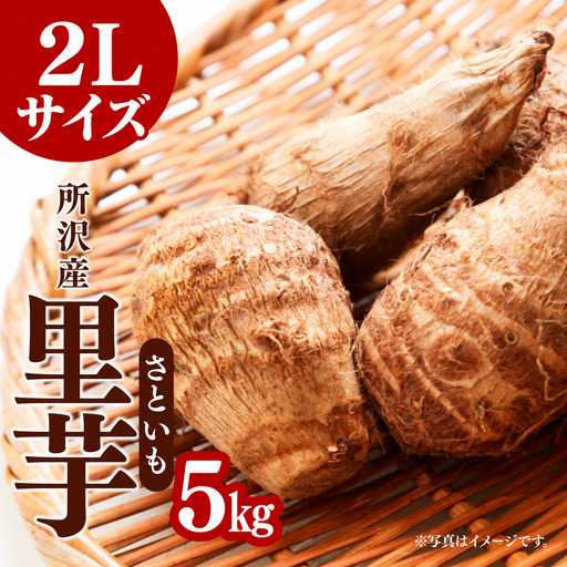 里芋 2L 5kg 【事前受付】 | さといも サトイモ 根菜 野菜 産地直送 季節限定 マル九農園