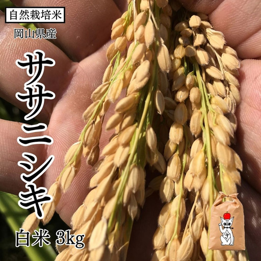 新米 令和8年産 [先行予約] 瀬戸内 自然栽培米 「ササニシキ」白米 3kg 無農薬 無肥料 米 自然栽培 こめ 岡山県 瀬戸内市 さしすせそ Wacca Farm