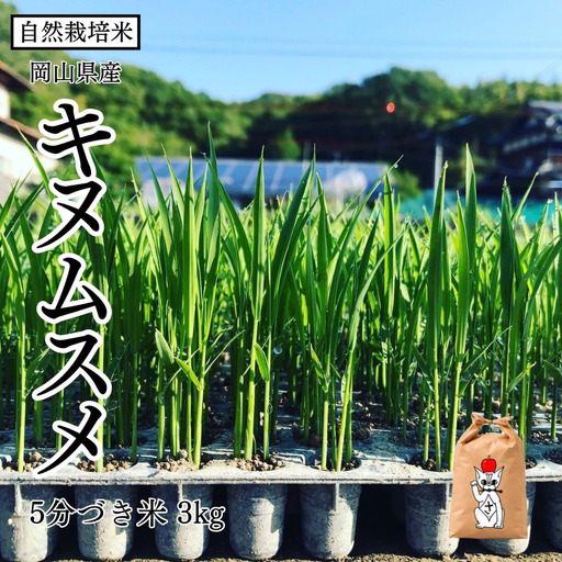 新米 令和8年産 [先行予約] 瀬戸内 自然栽培米 「キヌムスメ」5分づき米 3kg 無農薬 無肥料 米 自然栽培 こめ 岡山県 瀬戸内市 さしすせそ Wacca Farm