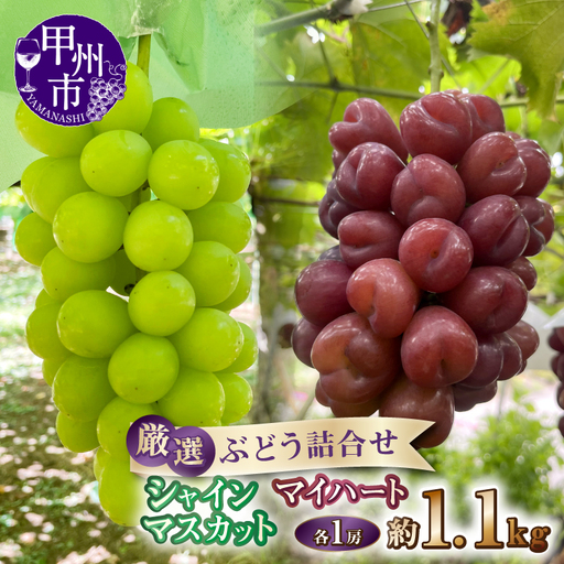 厳選ぶどう詰合せ シャインマスカット&マイハート 約1.1kg(各1房)[2027年発送](ANF)B13-1430 シャインマスカット マイハート フルーツ