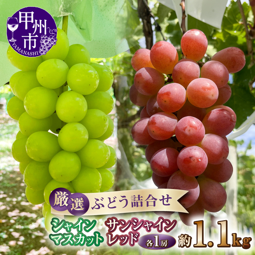 厳選ぶどう詰合せ シャインマスカット&サンシャインレッド 約1.1kg(各1房)[2027年発送](ANF)B15-1431 シャインマスカット サンシャインレッド フルーツ