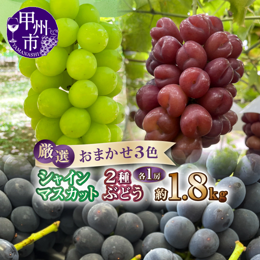 厳選ぶどうおまかせ3色詰合せ シャインマスカット&2種ぶどう 約1.8kg(各1房)[2027年発送](ANF)B15-1432 シャインマスカット 黒系ぶどう 赤系ぶどう フルーツ