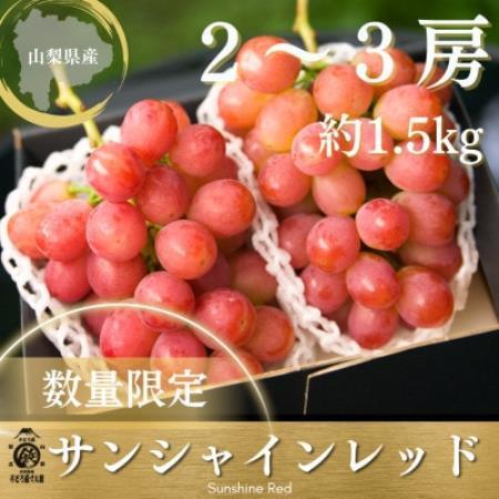 【2027年発送 先行受付】希少 サンシャインレッド 2房～3房 約1.5kg【配送不可地域：離島】【2000603】