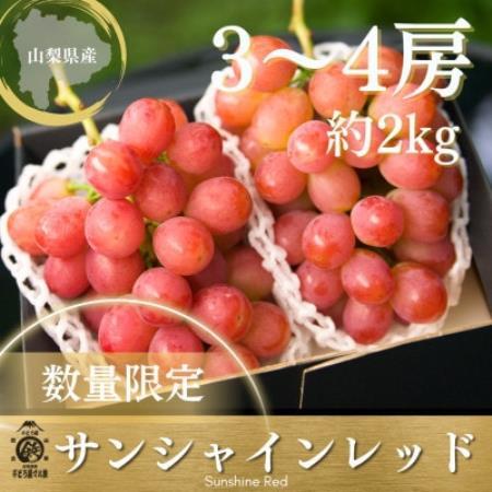 【2027年発送 先行受付】希少サンシャインレッド 3房～4房 約2kg【配送不可地域：離島】【2000605】