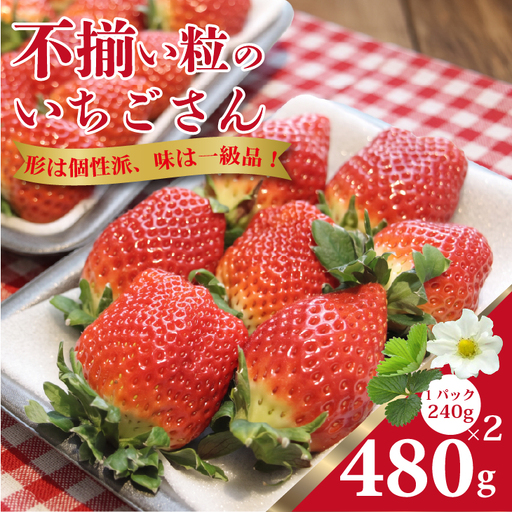 [先行予約]令和9年1月中旬ごろより出荷開始予定 不揃い粒の いちごさん 480g(240g×2P)江島農園