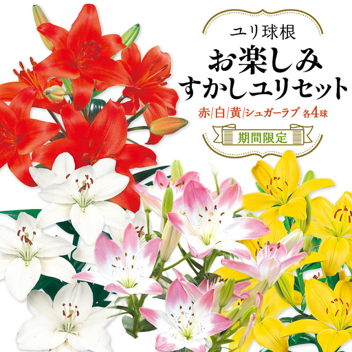 [期間限定]ユリ球根 お楽しみすかしユリセット 4種16球 フラワー 園芸 ガーデニング 植物 高品質 送料無料