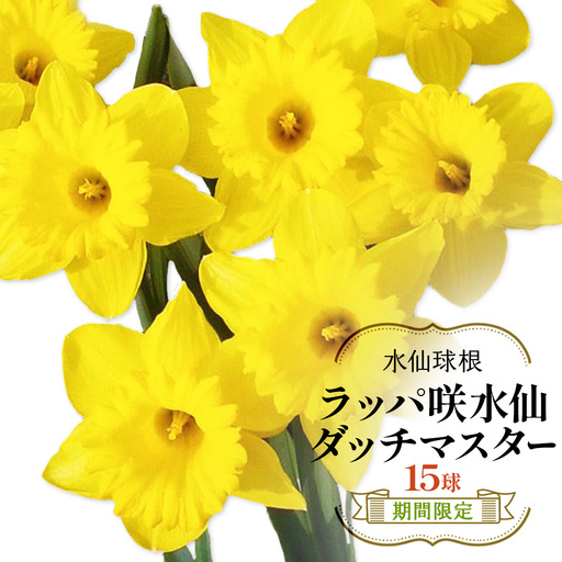 【期間限定】ラッパ咲水仙　ダッチマスター　15球  花 フラワー 園芸 ガーデニング 植物 高品質 送料無料
