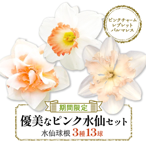 【期間限定】水仙球根 優美なピンク水仙セット３種13球  花 フラワー 園芸 ガーデニング 植物 高品質 送料無料