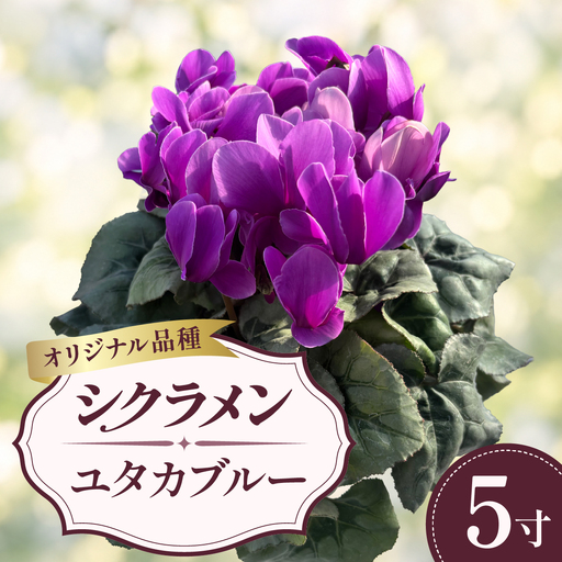 シクラメン ユタカブルー 青 ブルー 5寸(5号)鉢植え 花