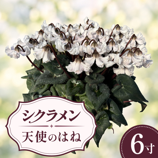 シクラメン 天使のはね 白系 ホワイト系 6寸(6号)鉢植え 花