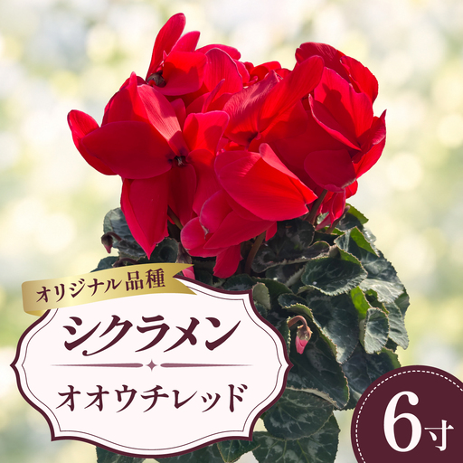 シクラメン オオウチレッド 赤 レッド 6寸(6号)鉢植え 花