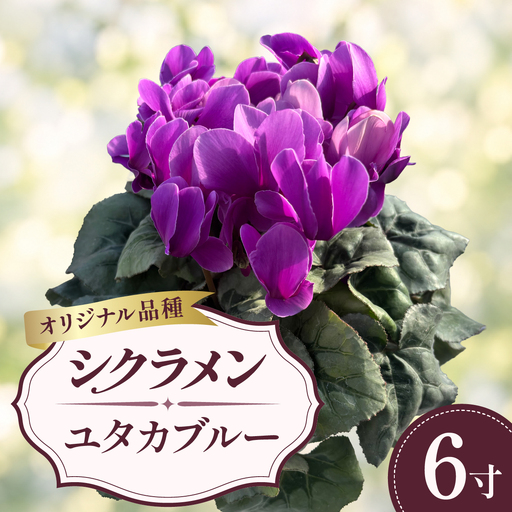 シクラメン ユタカブルー 青 ブルー 6寸(6号)鉢植え 花