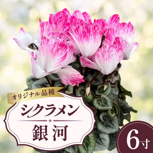 シクラメン 銀河 6寸（6号）鉢植え 花
