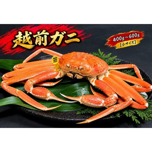 【2月出荷】越前ガニ 400g～600g 1杯 【小サイズ】
