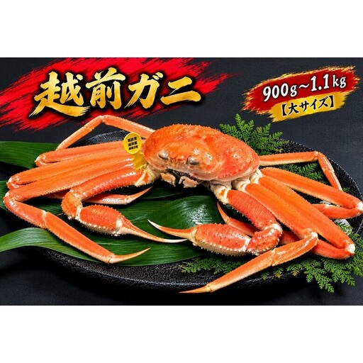 【11/15～30出荷】越前ガニ 900g～1.1kg 1杯 【大サイズ】
