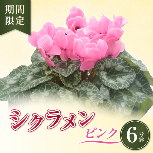 シクラメン ピンク 6号鉢(6寸)|花 鉢植え お歳暮 ギフト プレゼント 贈り物 茨城県 常陸太田市