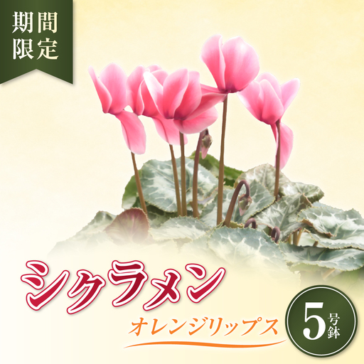 シクラメン オレンジリップス(覆輪)5号鉢(5寸)|花 鉢植え お歳暮 ギフト プレゼント 贈り物 茨城県 常陸太田市