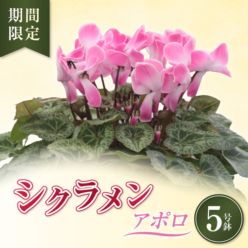 シクラメン アポロ 5号鉢(5寸)|花 鉢植え お歳暮 ギフト プレゼント 贈り物 茨城県 常陸太田市