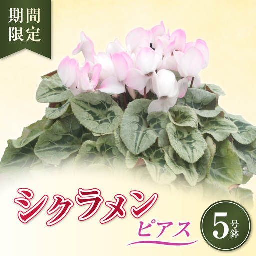 シクラメン ピアス(色変わり)5号鉢(5寸)|花 鉢植え お歳暮 ギフト プレゼント 贈り物 茨城県 常陸太田市